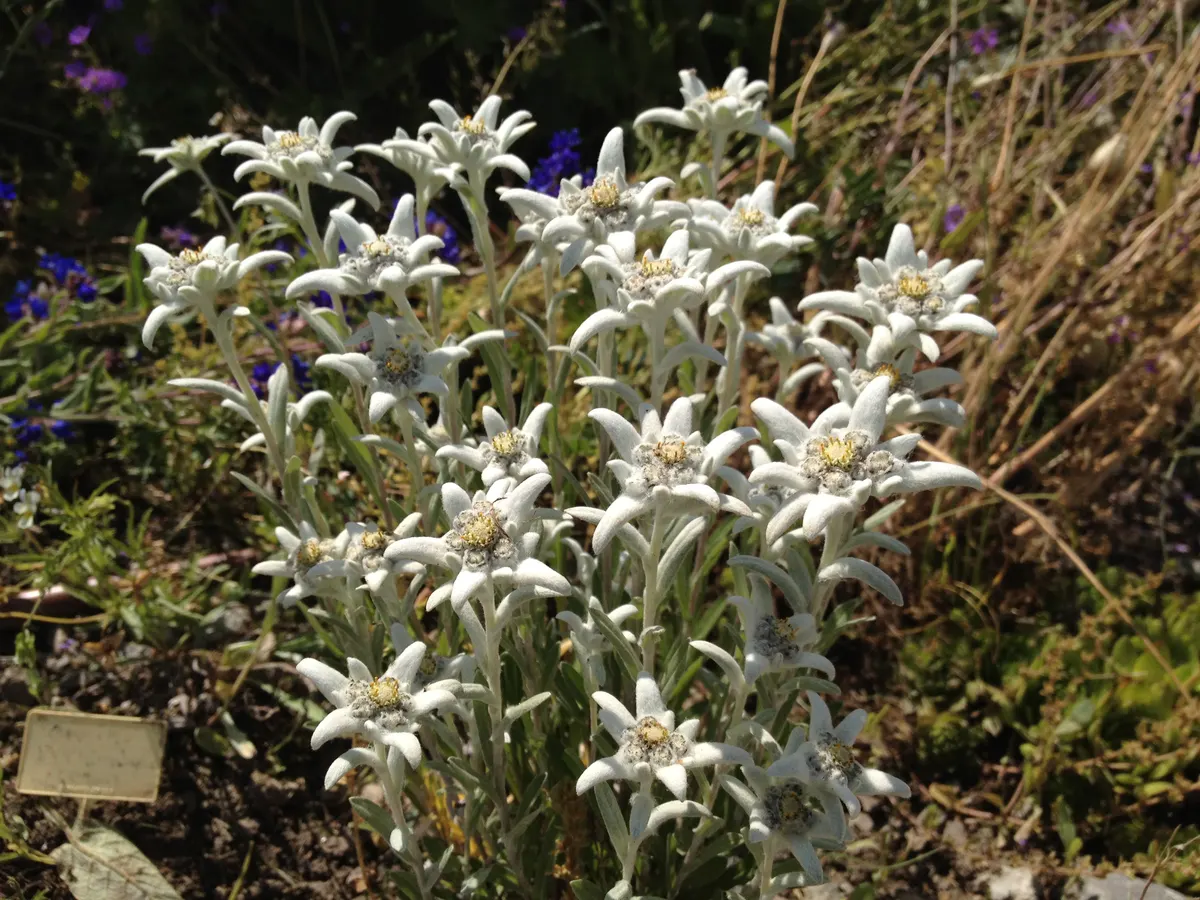 Edelweiss en fleur dans une prairie d'altitude